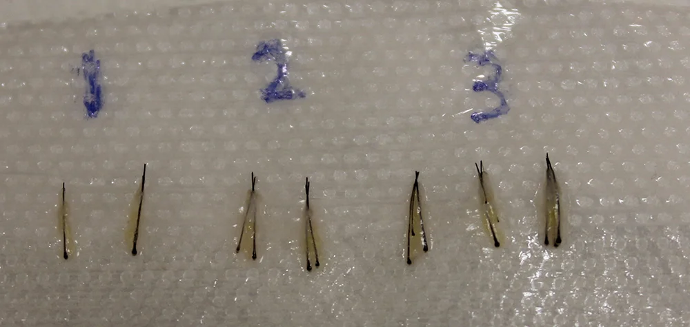 گرافت های ابرو آماده برای کاشت - هزینه کاشت ابرو