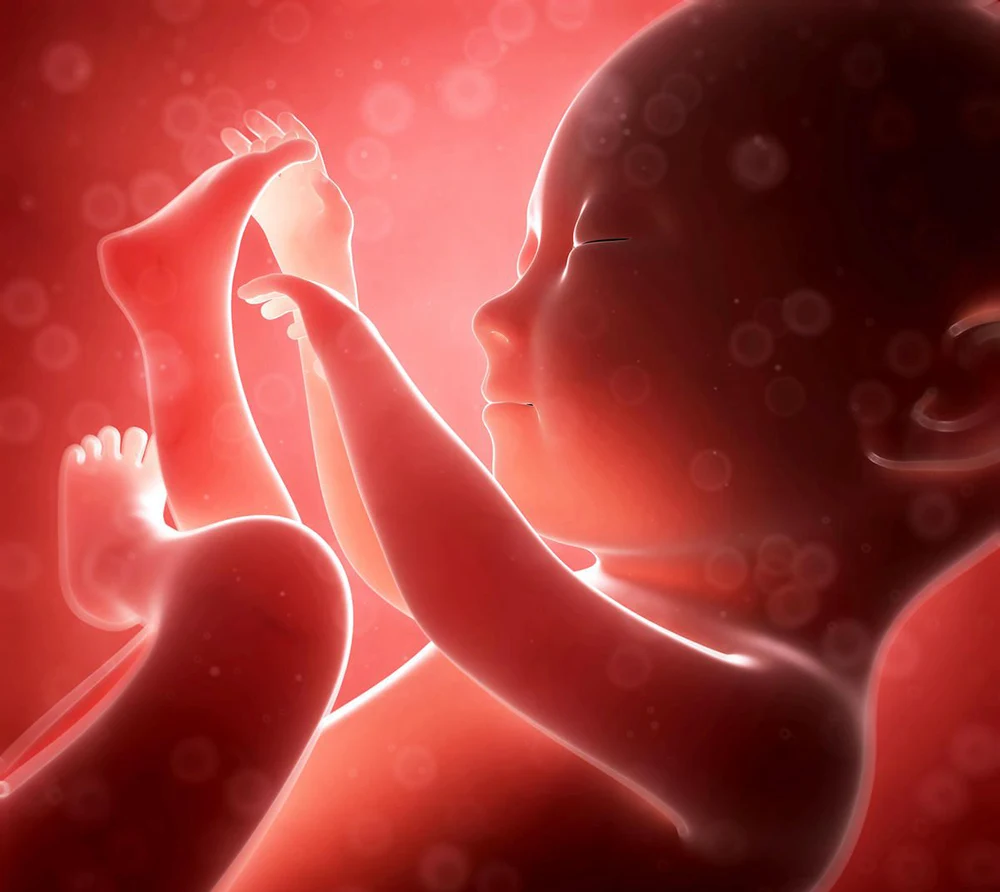 عکس جنین در شکم مادر