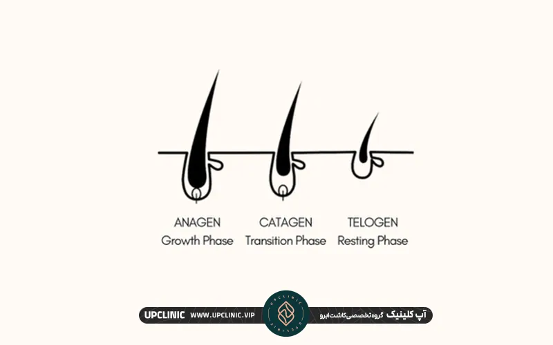 مراحل رشد ابرو بعد از کاشت